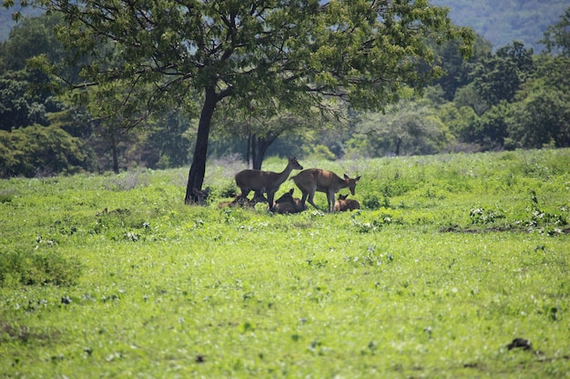 Una colección de ciervos en el Parque Nacional Baluran Situbondo, Indonesia