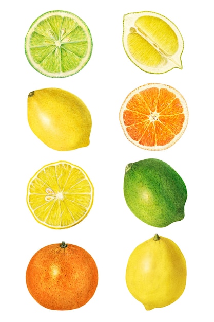 Colección de cítricos frescos y naturales dibujados a mano