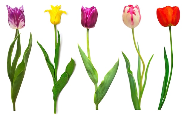 Colección coloridas flores diferentes tulipanes aislados en un fondo blanco Tiempo de primavera hermosa composición floral delicada Concepto creativo Vista superior plana