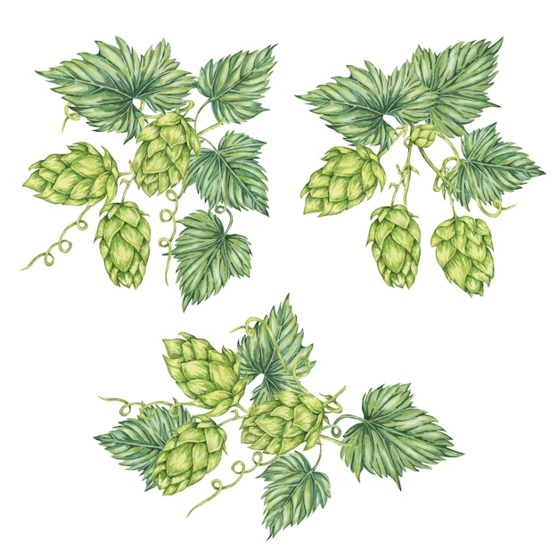 Colección de composiciones de conos de lúpulo Ilustración en acuarela de Humulus lupulus verde para el diseño de la cervecería de etiquetas de cerveza Oktoberfest St Patrick's Day Clipart del lúpulo
