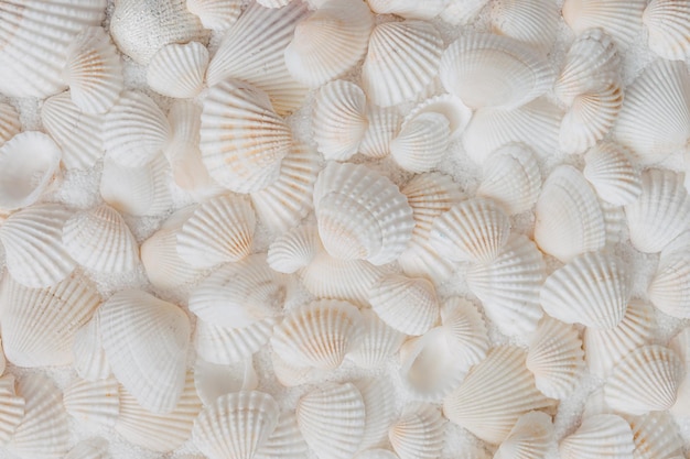 Foto colección de conchas blancas comunes desde la parte superior
