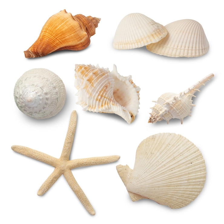 Foto colección de conchas marinas aisladas sobre fondo blanco con trayectoria de recorte