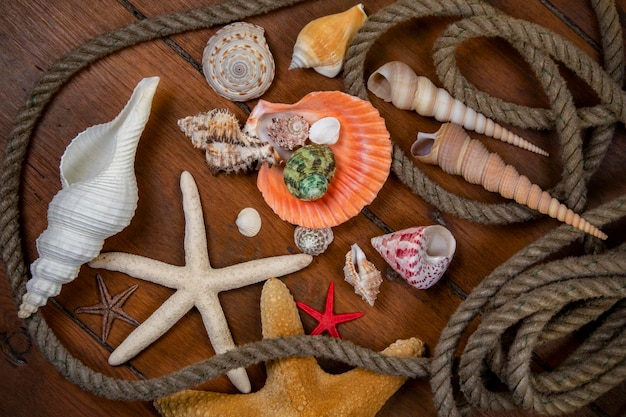 Colección de conchas marinas para caminar por la playa