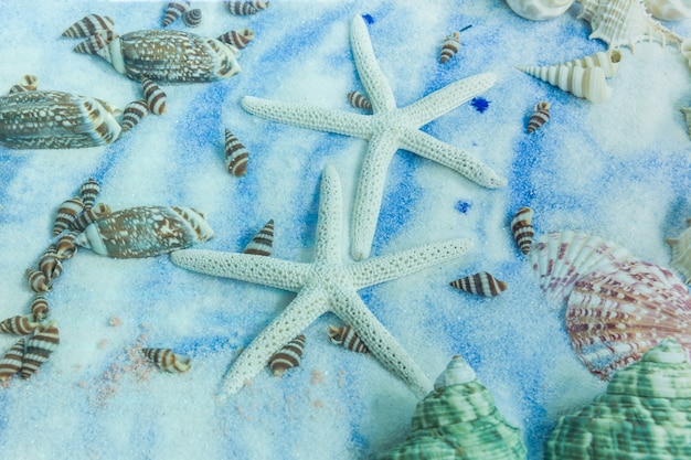 Colección de conchas marinas colocada en el fondo de arena