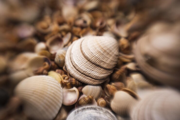 Foto colección de conchas marinas molusco marino concha de fondo marino textura del océano conchas marinas