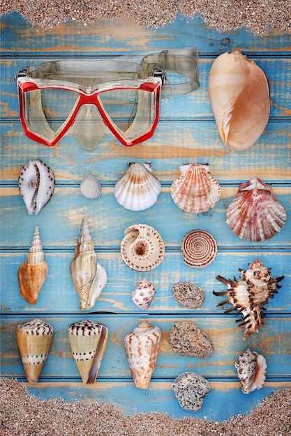 Colección de conchas marinas