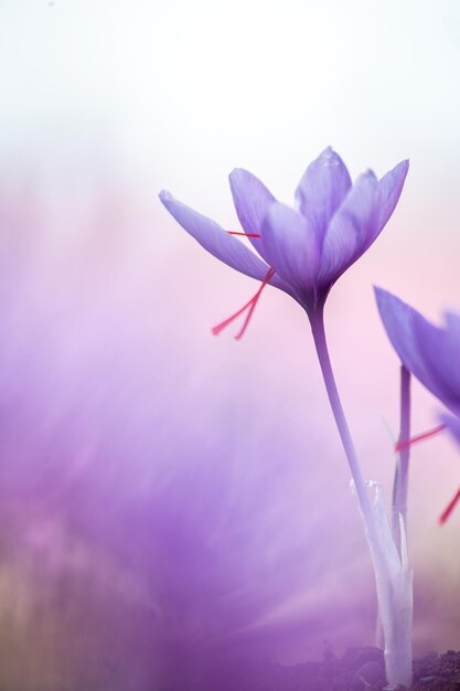 Foto la colección de cosecha de campo de la flor de azafrán en el crocus púrpura de la tierra