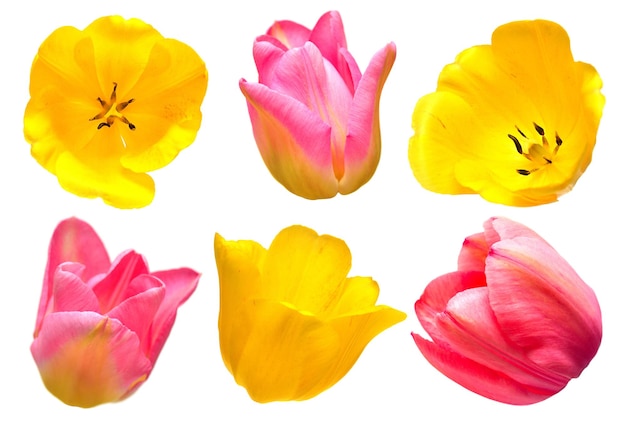 Colección de diferentes formas y tipos de flores de tulipán aislado sobre fondo blanco. Rojo, amarillo, rosa. Endecha plana, vista superior