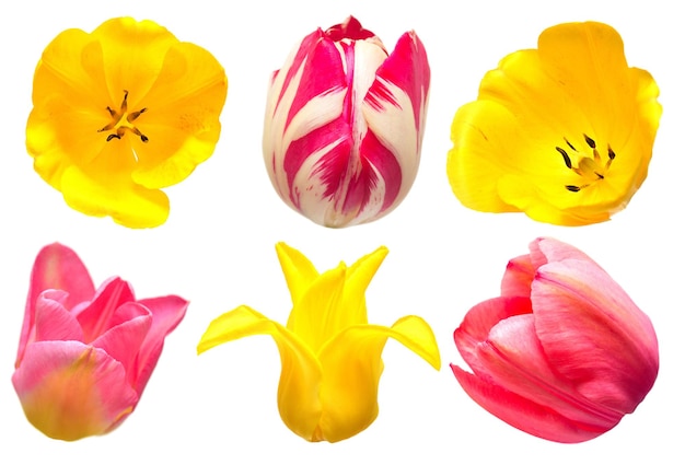 Colección de diferentes formas y tipos de flores de tulipán aislado sobre fondo blanco. Rojo, amarillo, rosa. Endecha plana, vista superior