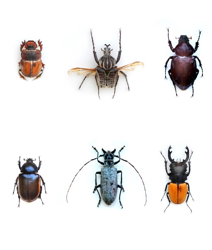 Foto una colección de escarabajos que incluye escarabajos, escarabajos y escarabajos.