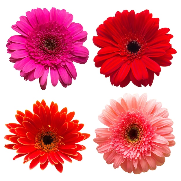 Colección de flor gerbera aislado sobre fondo blanco. Hermoso patrón de composición floral, objeto. Plano, vista superior