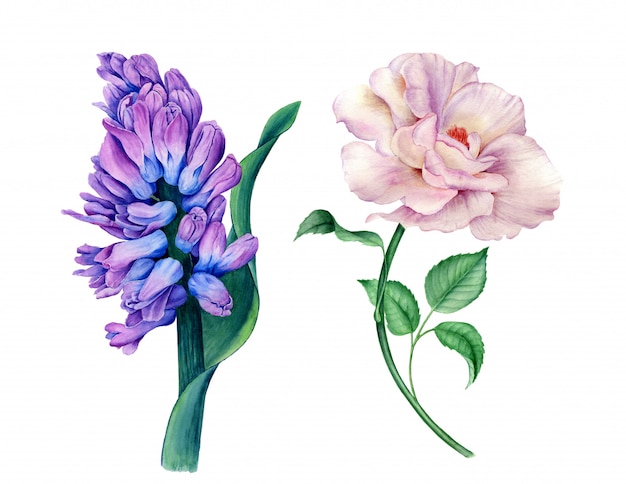 Colección floral vintage acuarela ilustración botánica