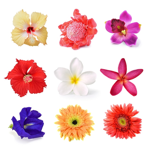Colección de flores aisladas en blanco