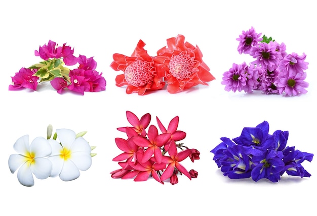 Colección de flores aisladas en blanco