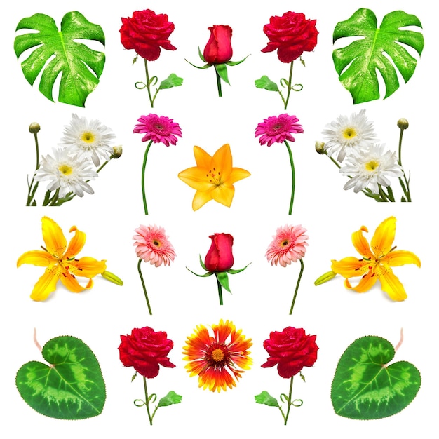 Colección de flores aisladas sobre fondo blanco. Florística, ramos, regalo de boda. Vista plana endecha, superior. San Valentín, amor. Rosas, margaritas, gerberas, lirios, hoja de monstera. Pascua de Resurrección