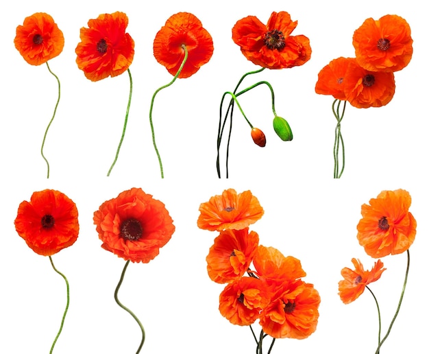 Colección de flores de amapola aislada sobre fondo blanco Vista superior plana
