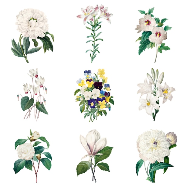Colección de flores blancas
