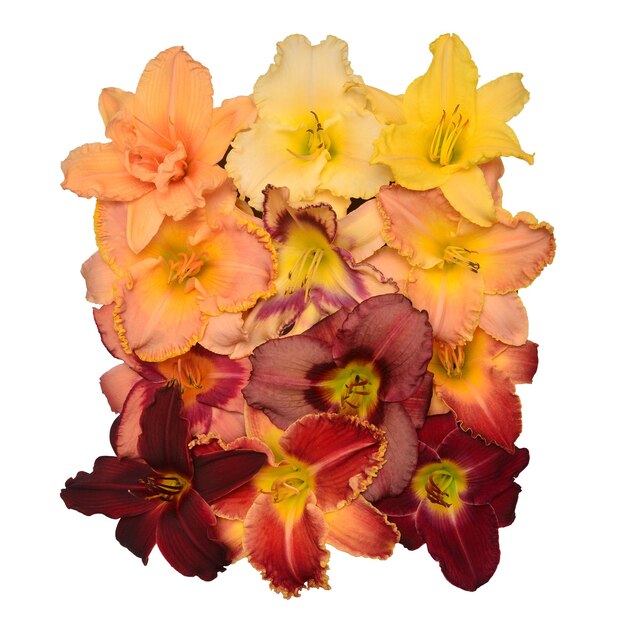 Colección de flores de cabeza Hemerocallis Daylily aislado sobre fondo blanco Vista superior endecha plana