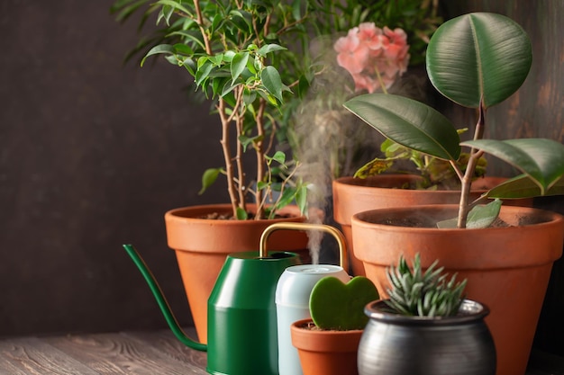 Colección de flores caseras y plantas suculentas en diferentes macetas Humidificador de aire compacto a vapor