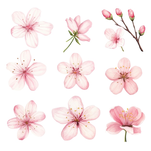 Colección de flores de cerezo en acuarela vectorial