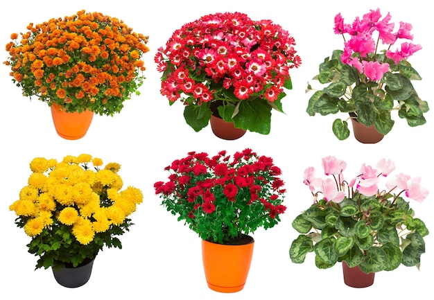 Colección flores crisantemo cineraria y ciclamen multicolor en maceta aislado sobre fondo blanco Hola primavera Hermoso concepto de jardín de plantas Naturaleza Pascua Amor Vista plana superior