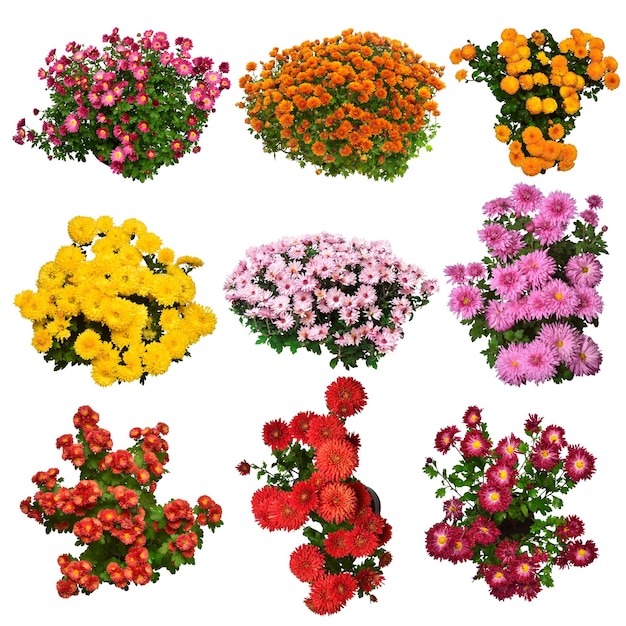 Colección flores de crisantemo otoño multicolor en maceta aislado sobre fondo blanco Hola primavera Hermoso concepto de jardín de plantas Naturaleza Pascua Amor Vista plana endecha superior