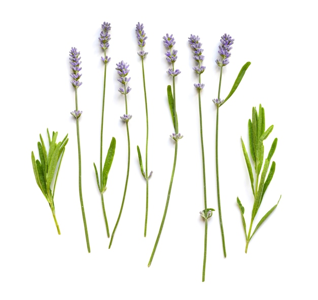 Colección de flores frescas de lavanda sobre un fondo blanco.