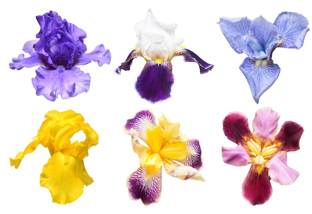 Colección de flores de iris multicolores aisladas sobre fondo blanco Hola primavera Vista plana superior Objeto estudio patrón floral