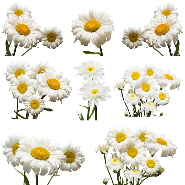 Colección de flores margarita blanca aislada sobre fondo blanco