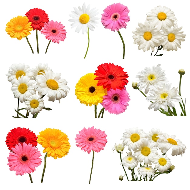 Colección de flores margaritas blancas y gerberas multicolores aisladas sobre fondo blanco Hola primavera Hermoso concepto de jardín de plantas Naturaleza Pascua Amor Vista plana superior