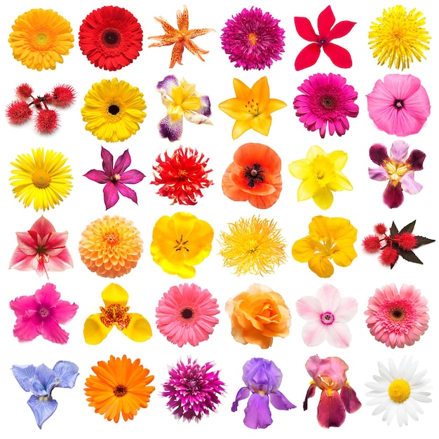 Colección flores rosas iris lirio gerbera crisantemos dalias ciclamen narciso aislado en un fondo blanco Composición creativa de primavera Semana Santa Día de San Valentín Vista plana superior