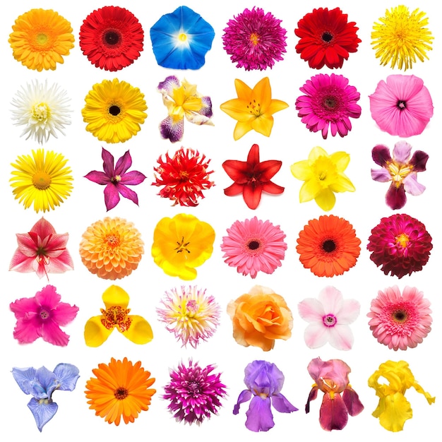 Colección flores rosas iris lirio gerbera crisantemos dalias ipomoea narciso aislado sobre un fondo blanco Composición creativa de primavera Semana Santa Día de San Valentín Vista plana superior