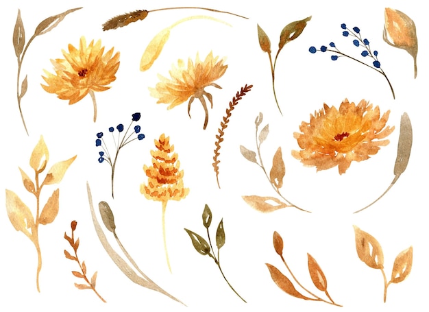 Colección de flores secas de otoño aisladas Bundle de hojas de otoño Clipart floral dibujado a mano