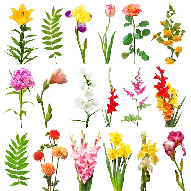 Colección flores surtido iris margarita tulipán dalia kerria japonica lirio clavel rosa espuela de caballero gladiolo narciso campana astilbe hoja aislada sobre fondo blanco Vista plana superior