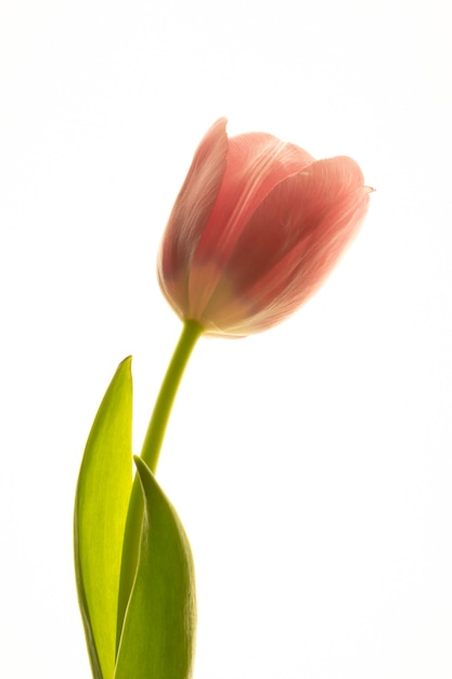 Colección de flores de tulipanes aislado sobre fondo blanco.