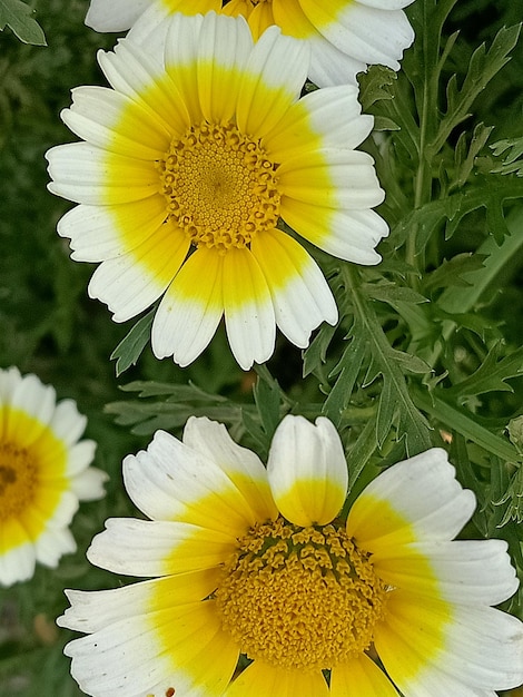 Foto colección de flores