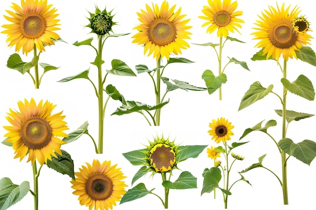 una colección de girasoles con las palabras girasoles en la parte superior