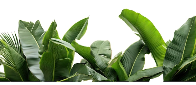 Una colección de grandes hojas de plátano verde de una palmera tropical se muestra a la luz del sol