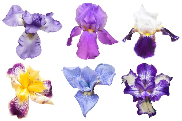 Colección de hermosas flores de colores aislado sobre fondo blanco.