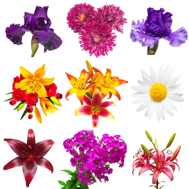 Colección de hermosas flores de colores aislados sobre fondo blanco. Verano. Primavera. Vista plana endecha, superior. Amor. Día de San Valentín. Pascua de Resurrección. Lirios, iris, manzanilla, crisantemo, flox