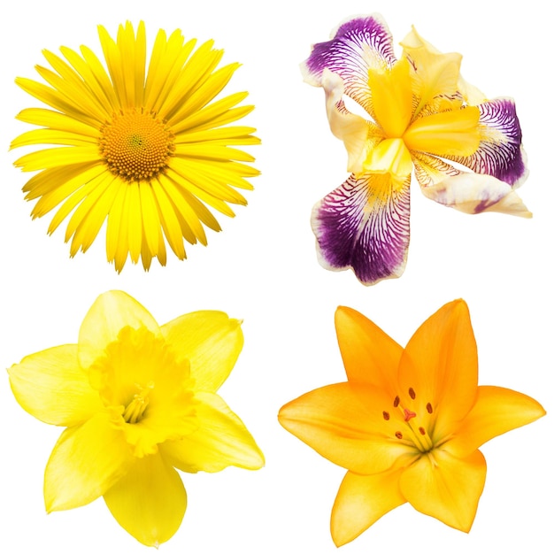 Colección de hermosas flores de margarita amarilla, lirio, iris y narciso sobre un fondo blanco. Endecha plana, vista superior