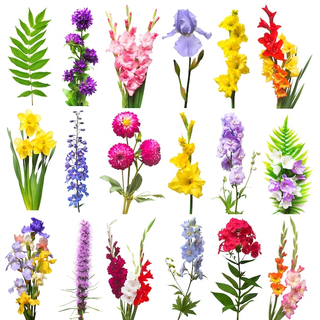 Colección hermosas flores variadas iris daisy dahlia phlox espuela de caballero gladiolo narciso campana liatris astilbe y hoja de helecho aislado sobre fondo blanco Vista plana superior