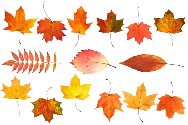 Colección de hermosas hojas de otoño aisladas sobre fondo blanco