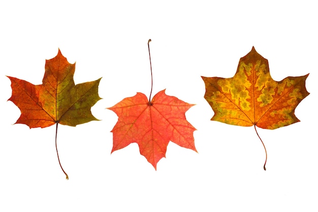 Colección de hermosas hojas de otoño aisladas sobre fondo blanco