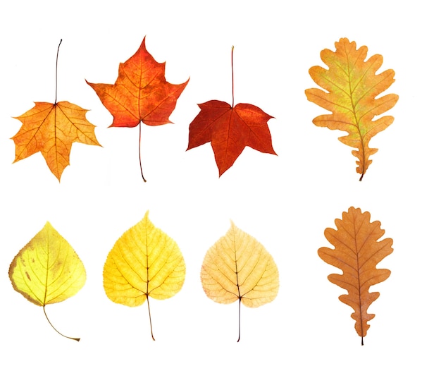 Colección de hermosas hojas de otoño aisladas sobre fondo blanco