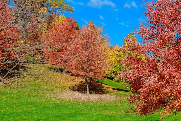 Foto colección de hermosas hojas de otoño coloridas verde amarillo naranja rojo