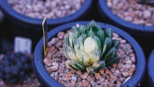 Colección de hermoso crecimiento de plantas suculentas de echeveria en maceta blanca