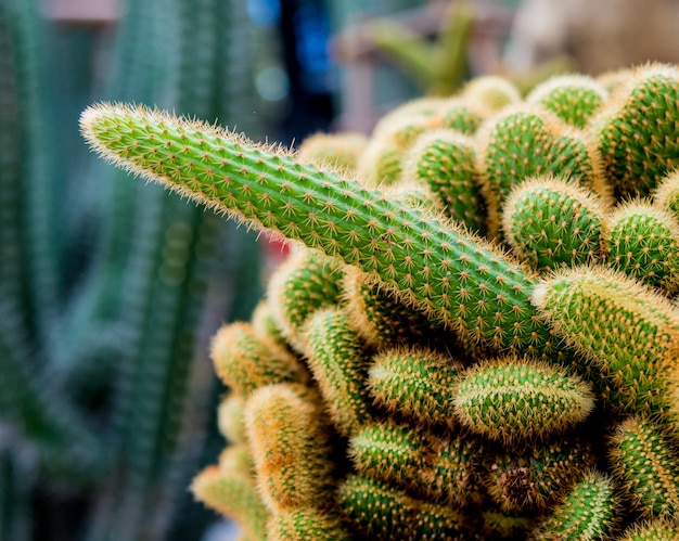 Colección de hermosos cactus espinosos en invernadero