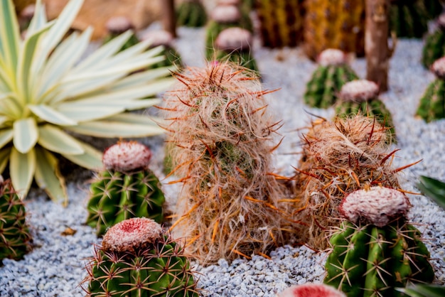 Colección de hermosos cactus espinosos en invernadero