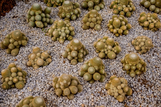 Colección de hermosos cactus espinosos en invernadero